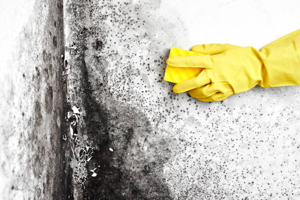 Best Real Estate Mold Inspection  in Hamilton, MT